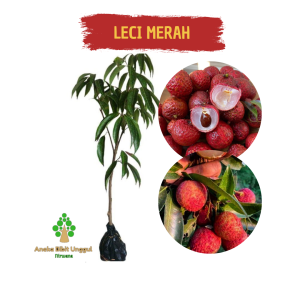BIBIT BUAH LECI - BIBIT LECI MERAH - BIBIT LECI - BIBIT LECI MURAH - BIBIT LECI CANGKOK