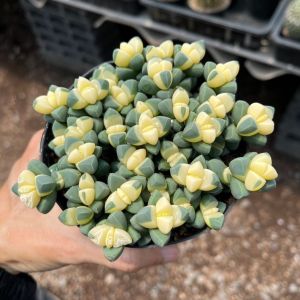 ต้นเขากระทิงด่าง ไม้อวบน้ำทรงน่ารัก Corpuscularia lehmannii Variegata