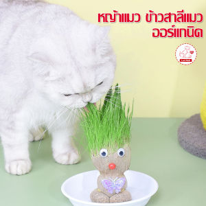 หญ้าแมว ออร์แกนิค ข้าวสาลีแมว ต้นข้าวสาลีแมว หญ้าแมวพร้อมทาน ชุดปลูกต้นอ่อนข้าวสาลี ช่วยล้างกระเพาะแมว นําเข้าจากออสเตรเลีย