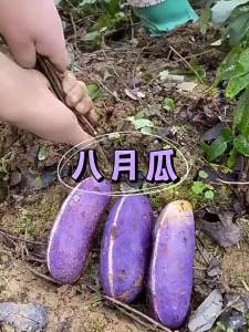Wild August melon purple fruit August melon tree fruit and vegetables