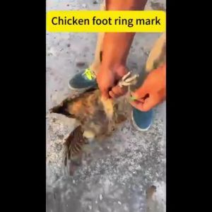 Adjustable Chicken Leg Ring Digital Label Buckle Poultry Foot Ring Farm Identification Tag