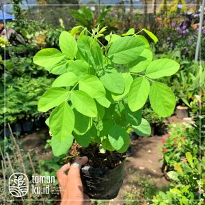 Tanaman Herbal Bunga Telang Butterfly Untuk Minuman Herbal Teh Telang