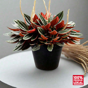 tanaman hias peperomia rosso merah murah