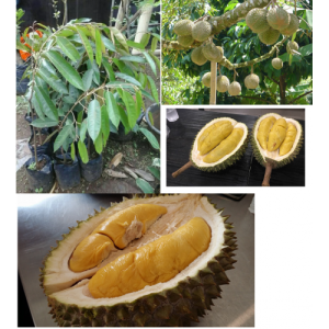 New Bibit Durian Musangking Blackthorn / Ochee Duri Hitam Montong Bawor Hasil Okulasi
