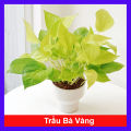 Cây trầu bà vàng - Cây cảnh để bàn. 