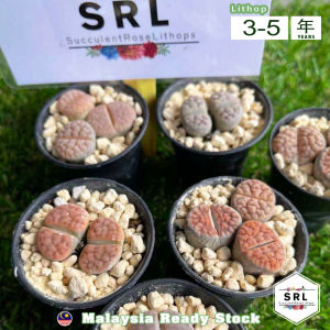 3pcs Combo Lithops 3-5 years Live Plant Twin Head Lithops/Living Stone by SRL