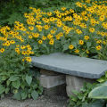 Black Eyed Susan Flower Seeds Rare Flower Seeds Heirloom Flower Seeds Organic Seeds Rudbeckia Seeds for Planting Rudbeckia Seeds for Gardening. 