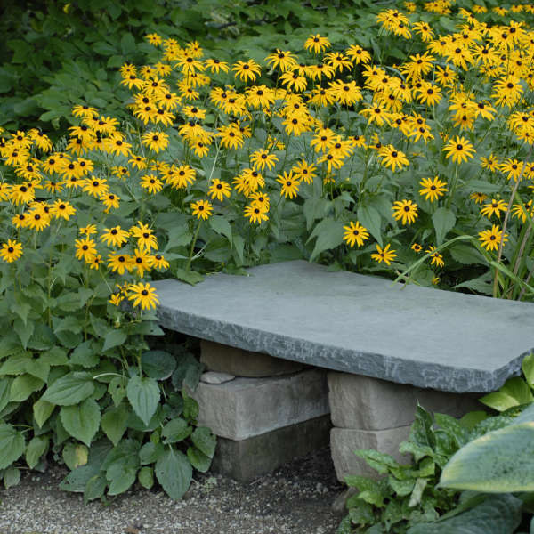 Black%20Eyed%20Susan%20Flower%20Seeds%20Rare%20Flower%20Seeds%20Heirloom%20Flower%20Seeds%20Organic%20Seeds%20Rudbeckia%20Seeds%20for%20Planting%20Rudbeckia%20Seeds%20for%20Gardening%20-%20Image%206