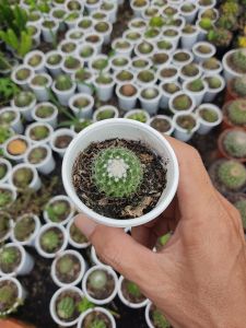 Xương rồng GAI TRẮNG (size chậu 5 cm)