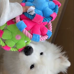 AimayaPet Pet Chew Toy Dog Flower Frisbee Plush Toy Pet Interactive Training Toy Teeth Grinding and Cleaning