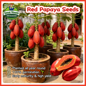 100% Legit High Germination 10pcs Red Papaya Seeds for Planting Fruit Tree High Yield Red Lady Dwarf Papaya Seed Balcony Red Papaya Fruit Seeds Fresh Red Papaya Seedlings Bonsai Papaya Plant Seeds for Garden Sweet Papaya Seeds Indoor and Outdoor Planting