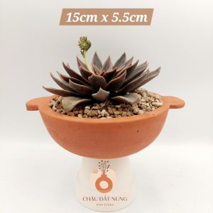 Chậu đất nung chậu sen đá - Chảo 1555 miệng chậu 15cm chiều cao 5.5cm