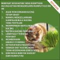 BENIH RUMPUT GANDUM 250 GRAM WHEAT GRASS SEED. 