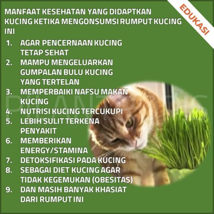BENIH%20RUMPUT%20GANDUM%20250%20GRAM%20WHEAT%20GRASS%20SEED%20-%20Image%206