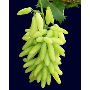 BIBIT ANGGUR IMPORT BANANA HASIL GRAFTING CEPAT BERBUAH