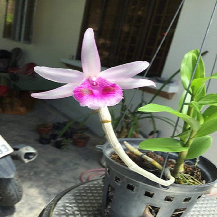 hoa%20phong%20lan%20phi%20%C4%91i%E1%BB%87p%20l%E1%BB%99c%20b%E1%BA%AFc%20-%20Image%204