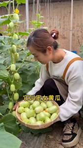 [ Jade Girl Cucumber ]  Jade Girl Cucumber   Fruit cucumbers are available all year round