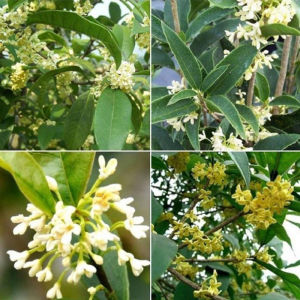 Cây giống mộc hương ta hoa vàng- cây ươm bầu rễ phát triển ổn định