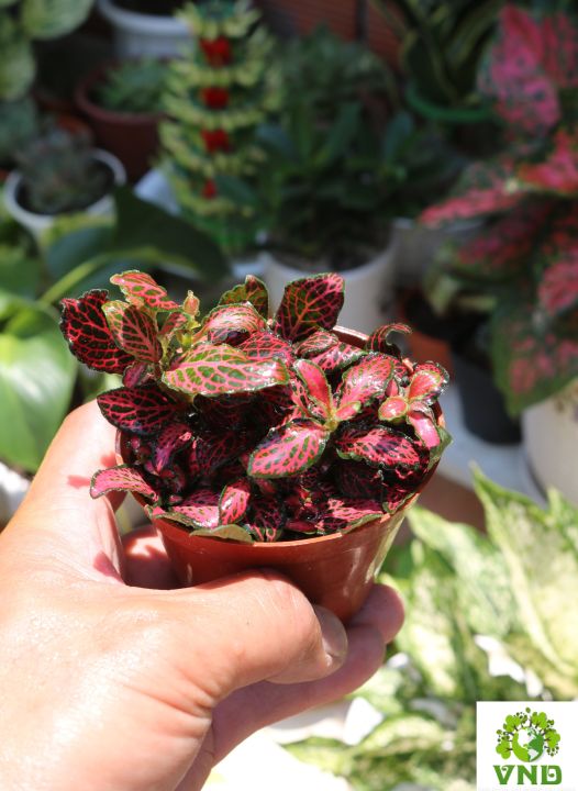 Ch%E1%BA%ADu%20l%C3%A1%20G%E1%BA%A5m%20May%20M%E1%BA%AFn%20m%C3%A0u%20%C4%91%E1%BB%8F%20-%20Image%204