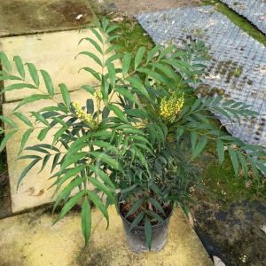 TKL - Mahonia Fortunei/Chinese Mahonia Flowering Plant 十大功劳/黄天竹