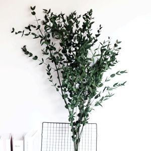 Preserved Daun Eucalyptus Flower