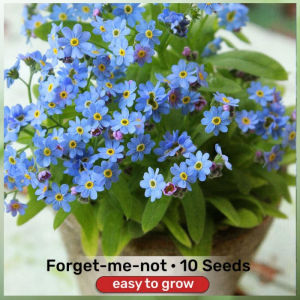 （10pcs/Pack） Blue Forget-Me-Not Flower Seeds For Gardening Flowering Plant Seed Blue Flower Seeds