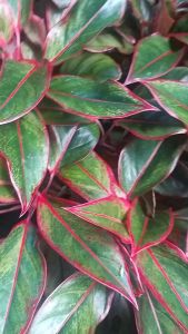 Aglaonema Red Siam Thailand variety live plant seedlings