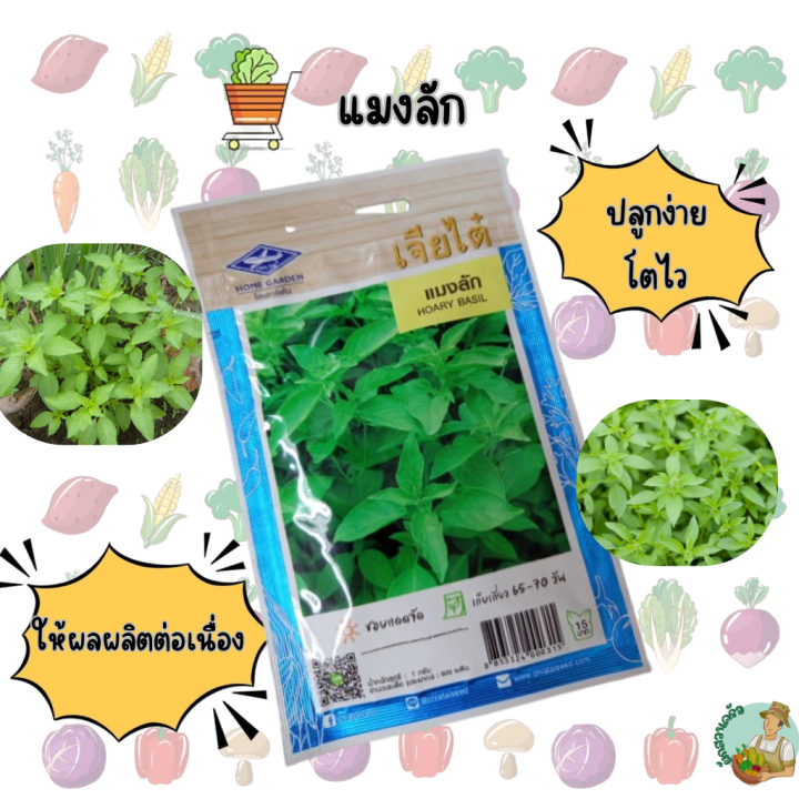 เมล็ดแมงลัก เจียไต๋ CT/OP-024