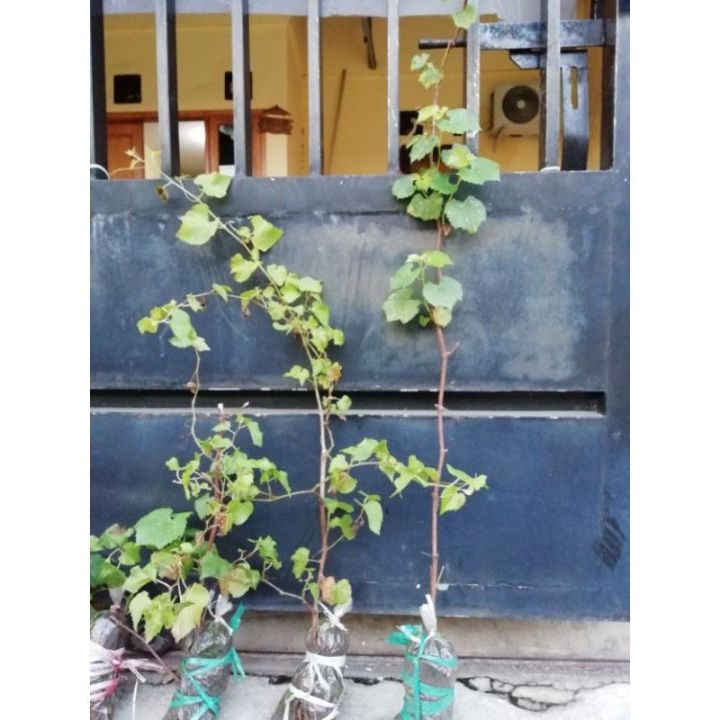 HARGA PROMO anggur Ramsey rootstock TERMURAH