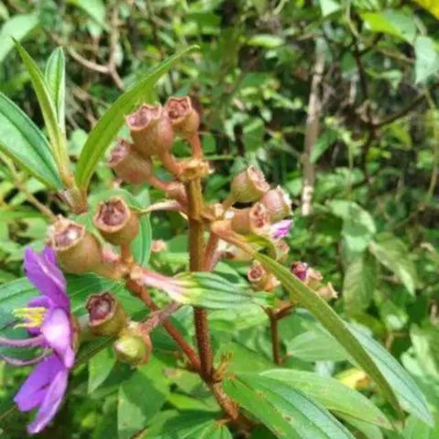 100gr DAUN SENGGANI DAUN OBAT HERBAL DAUN HARENDONG - Lazada | Lazada  Indonesia