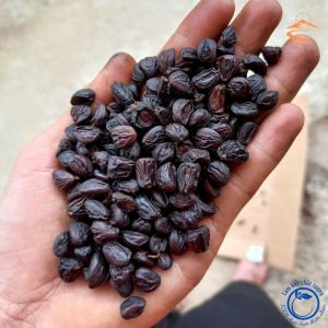 Hạt Dổi nếp rừng đặc sản Tây Bắc gói 50g (khoảng 130 hạt) gói 100g (khoảng 260 hạt) Hạt rổi hạt giổi rừng chuẩn
