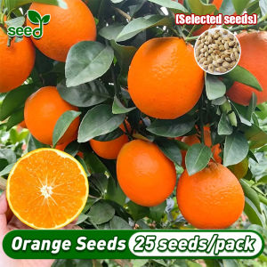 [Selected Seeds 25pcs] Dwarf Orange Seeds for Planting (High germination rate) Fresh Sweet Orange Tree Plant Seeds Fruit Bearing Tree Seeds Bonsai Orange Seeds Balcony Potted Orange Live Plant Fruit Seeds Orange Seedlings Plants Philippines Ready Stock