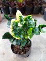bibit tanaman hias bunga puring apel ekor merak. 