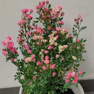 Baby Rose / 迷你玫瑰 / Mawar Mini / बेबी गुलाब – Rosa Multiflora Singapore – Fragrant Bloom Compact Size Easy Care Long Flowering Elegant Look – LIVE PLANT