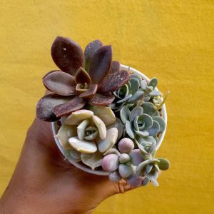 ต้นไม้อวบน้ำ กุหลาบหิน รวมสายพันธุ์ กระถาง 10 ซม. #succulent #กุหลาบหิน