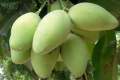 XOÀI CÁT HÒA LỘC -Cây giống. 
