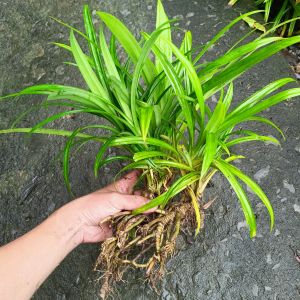 Cây lá dứa giống - Lá nếp thơm - combo 10 cây rễ trần (cây cao 20-30cm)