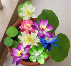 Hạt giống sen mini nhật nhiều màu - 10 hạt