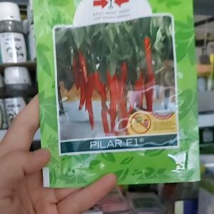 PILAR F1 ISI 1.500 BUTIR bibit cabe besar pilar f1 pilar f1 bibit cabe pilar f1 bibit cabai pilar f1 benih cabai pilar f1 bibit cabai viral benih cabe pilar f1 bibit lombok pilar f1 benih cabe besar pilar f1 benih cabe pilar f1 1500biji
