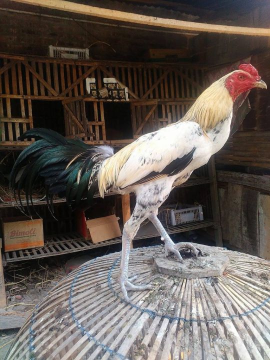 TELUR AYAM BANGKOK BIRMA ORI UNTUK DI TETASKAN