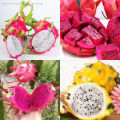 [Easy To Grow In Malaysia] Pitaya Seeds Dragon Fruit Seeds for Planting (Mixed 200 Seeds) Balcony Potted Yellow Dragon Fruit Plant Seeds Dwarf Fruit Plants Red Dragon Fruit Seedlings Home Garden Seeds Bonsai Tree Live Plant Real Plants Benih Pokok Buah. 