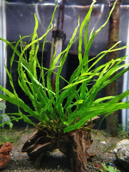 Microsorum Pteropus Narrow Leaf Java Fern 细叶铁皇冠 | Lazada