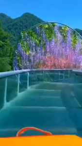 HOA TỬ ĐẰNG GIẢ ĐÙNG TRANG TRÍ SÂN VƯỜN QUÁN CAFEKHU VUI CHƠI