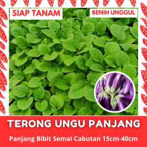 (10 Batang) Bibit Semai Terong Ungu Panjang Cabutan Siap Tanam Unggul Pilihan