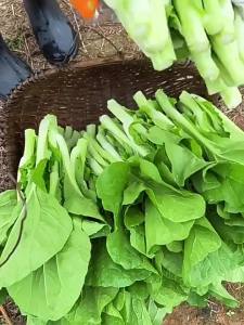 Early-maturing sweet and crisp multi-branched cabbage stems and cabbage hearts a complete collection of four-season vegetables