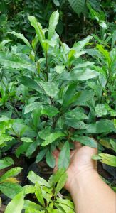 MAGIC BERRIES SEEDLING live plant 1 feet fruiting stages