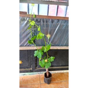 Bibit Anggur Harold Import Asli Grafting Super Cepat Berbuah