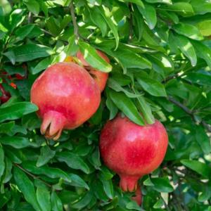 Pomegranate (Punica granatum) - - Pokok Delima - अनार का पौधा Pomegranate – Sweet Red Fruit Sacred Plant Antioxidant Rich Edible Garden Hardy Tropical Tree LIVE PLANT