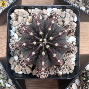Gymnocalycium Mihanovichii. ID: Silamanee / Cactus Succulents