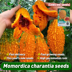 [Selected Seeds] 100% Authentic Sweet Momordica Charantia Seeds for Planting Original Fresh Momordica Charantia Seeds F1 Momordica Charantia Seeds Vegetable Seeds for Gardening Veggie Potted Seedlings Easy To Grow Fruits Plants Buto Ng Bulaklak